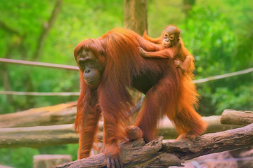 Young orangutan is sleeping on its mother