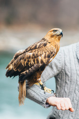 the eagle sits on the hand of man
