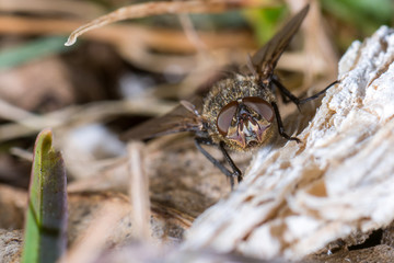 Graue Fleischfliege (Sarcophaga carnaria) im Frühling