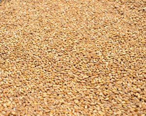 Seed of wheat. Processed organic wheat grains as agricultural base. organic concept