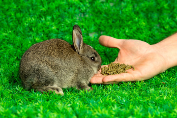 Little bunny eating from hand