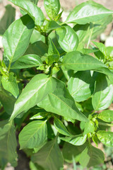 Growing the bell peppers. Unripe peppers in the vegetable garden. Organic concept
