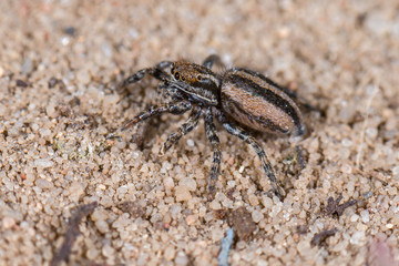 Springspinne (Phlegra fasciata) Weibchen