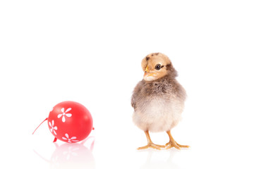Chicken isolated on white