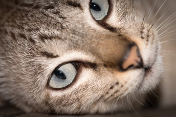 Closeup eye cat 