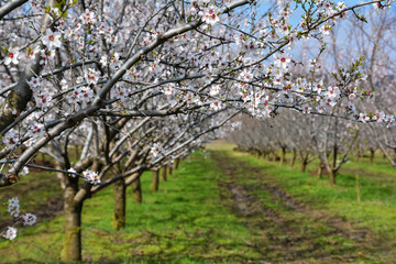 Fototapeta premium Rows of blooming almond trees in an orchard