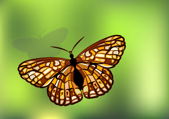 Checkerspot on green