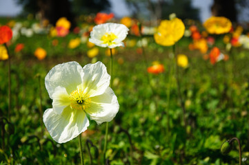 The beautiful blooming Corn poppy flowers in garden
