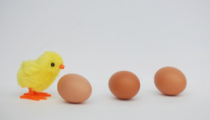 Baby chick with three brown eggs