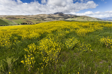 Yelow Canola Crops