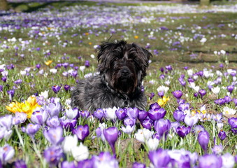 Osterhund auf Krokuswiese