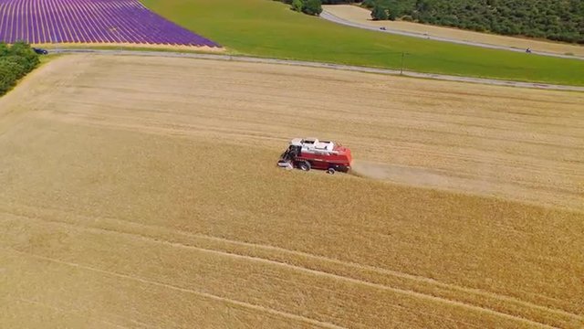 AERIAL: Combine harvesting crop on vast wheat field in summer