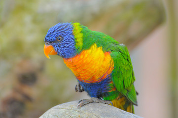Colorful parrot sitting on a branch