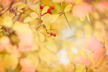 autumn leaves background. selective focus