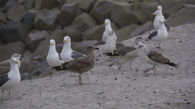 Seagulls Feed In Slow Motion at Beach
