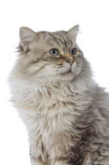 Cat Siberian breed tabby on white background.