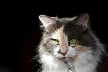 Fototapeta na wymiar Calico cat portrait