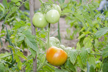Organic tomatoes growing on their plant in a vegetable patch.