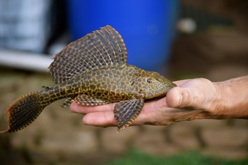 Plecostomus Fish2 / A tropical fish, also known as pleco, is part of the armored catfish family. It is commonly  used in aquariums to help control algae.