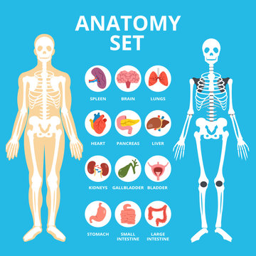 Anatomy set, anatomy infographics. Human Internal organs icons set, body structure, skeleton