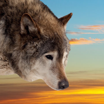 Head of wolf  against sunset