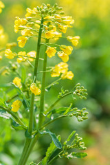 Yellow rape flower bloom in farmland