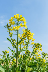 Yellow rape flower bloom in farmland