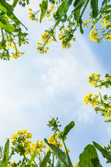 Yellow rape flower bloom in farmland
