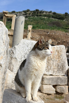 Cat at Ephesus, Turkey