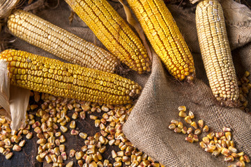 Dried corn cob © fotografiche.eu