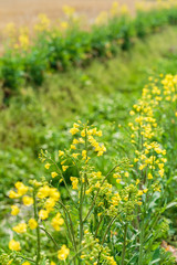 Yellow rape flower bloom in farmland
