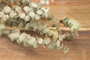 Obraz na płótnie Canvas Eucalyptus pulverulenta leaves 