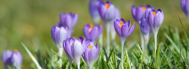Foto op Plexiglas Krokussen Bloeiende krokussen in het voorjaar