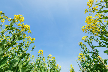 Yellow rape flower bloom in farmland