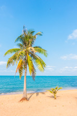 Obraz na płótnie Canvas Coconut tree on the beach