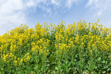Fototapeta premium Yellow rape flower bloom in farmland