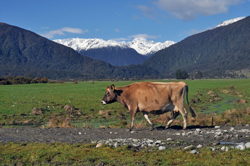 Fototapeta na wymiar Cows walk back to the paddock after milking on a dairy farm, West Coast, New Zealand