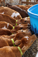 jersey calves drinking at the feeders © Lakeview Images