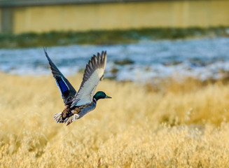 Male mallard in flight