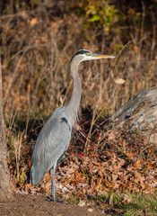 Great blue heron