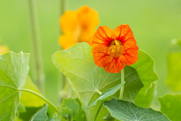 Blooming nasturtium flower