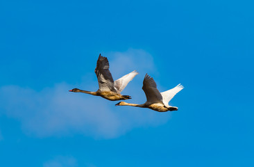Trumpeter swans flying