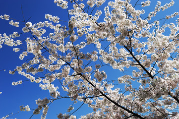 white cherry blossom in spring in sunny day
