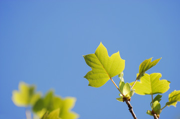 fresh green leaves growing in spring
