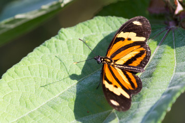Fototapeta na wymiar A borboleta multicolorida