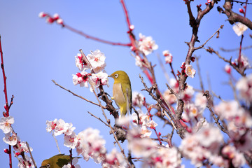Mejiro on a twig of japanese apricot  in  spring