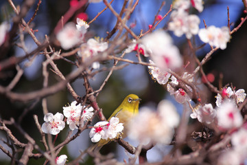 Mejiro on a twig of japanese apricot  in  spring