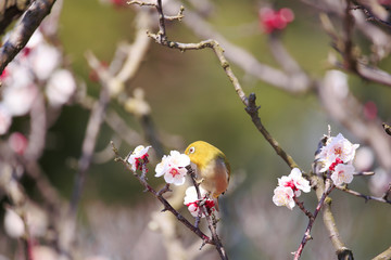Mejiro on a twig of japanese apricot  in  spring