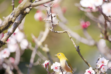 Mejiro on a twig of japanese apricot  in  spring