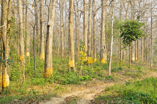 Fototapeta forest and conservation